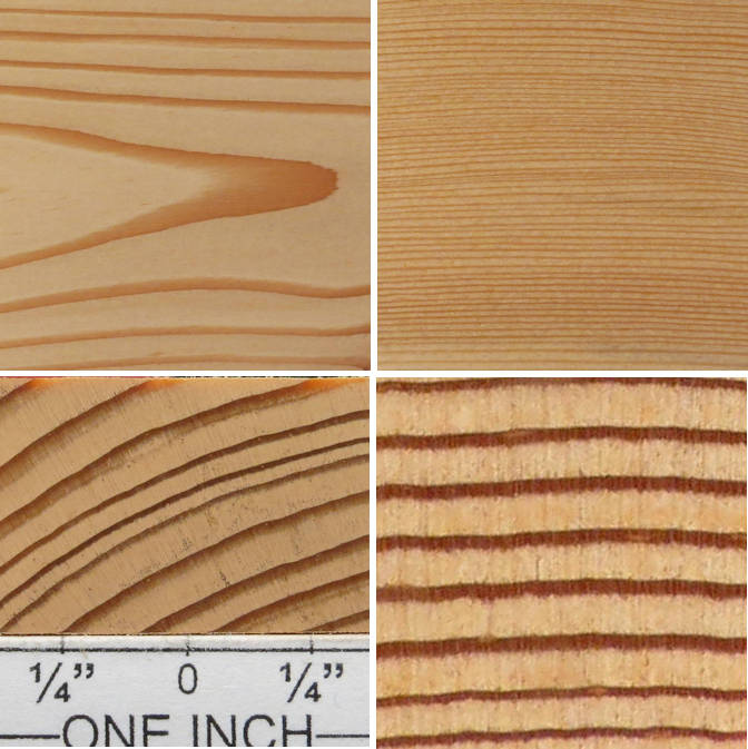larch
